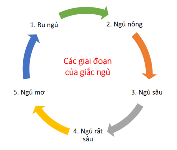 Chu kỳ của giấc ngủ - ngu dung cach