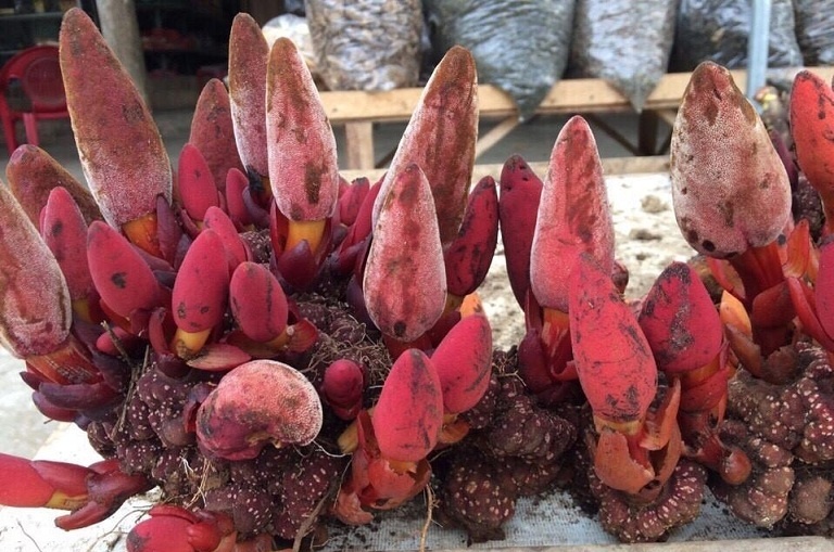 THẢO DƯỢC TỐT CHO SINH LÝ NAM GIỚI PII